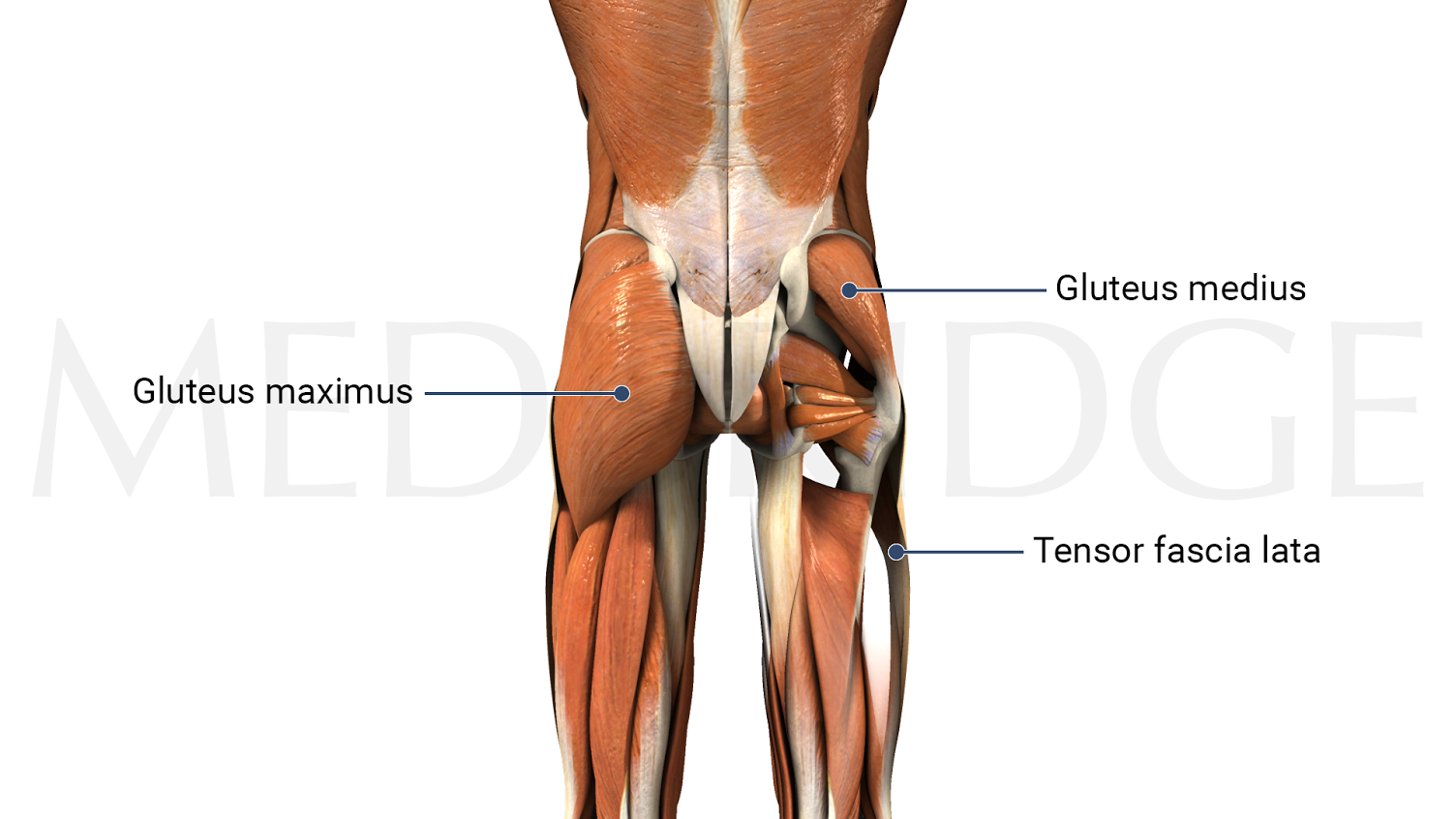 Exercises to Strengthen the Gluteus Medius for Hip and Back Pain.