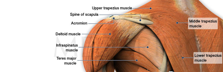 Upper body to Base-Line connection - the trapezius muscles
