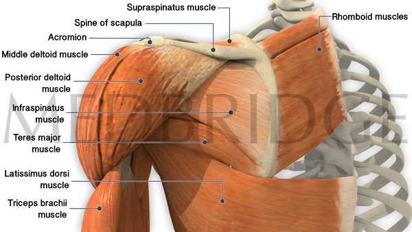 Best Exercises for Serratus Anterior, Levator Scapulae and Rhomboids ...