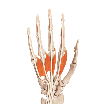 Medbridge anatomical illustration of human hand bones and muscles on black background.